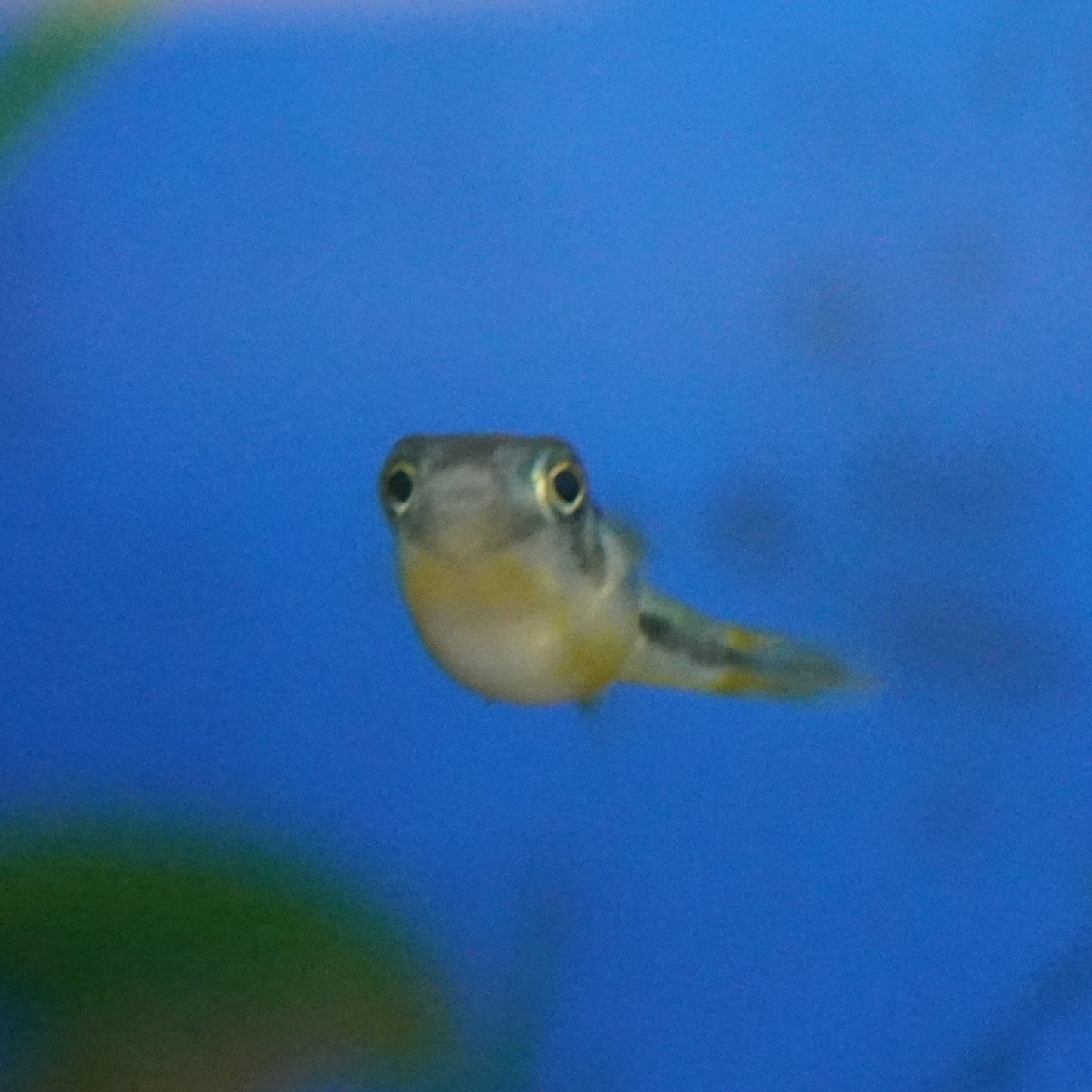 Pea Puffer ~ Carinotetraodon travancoricus