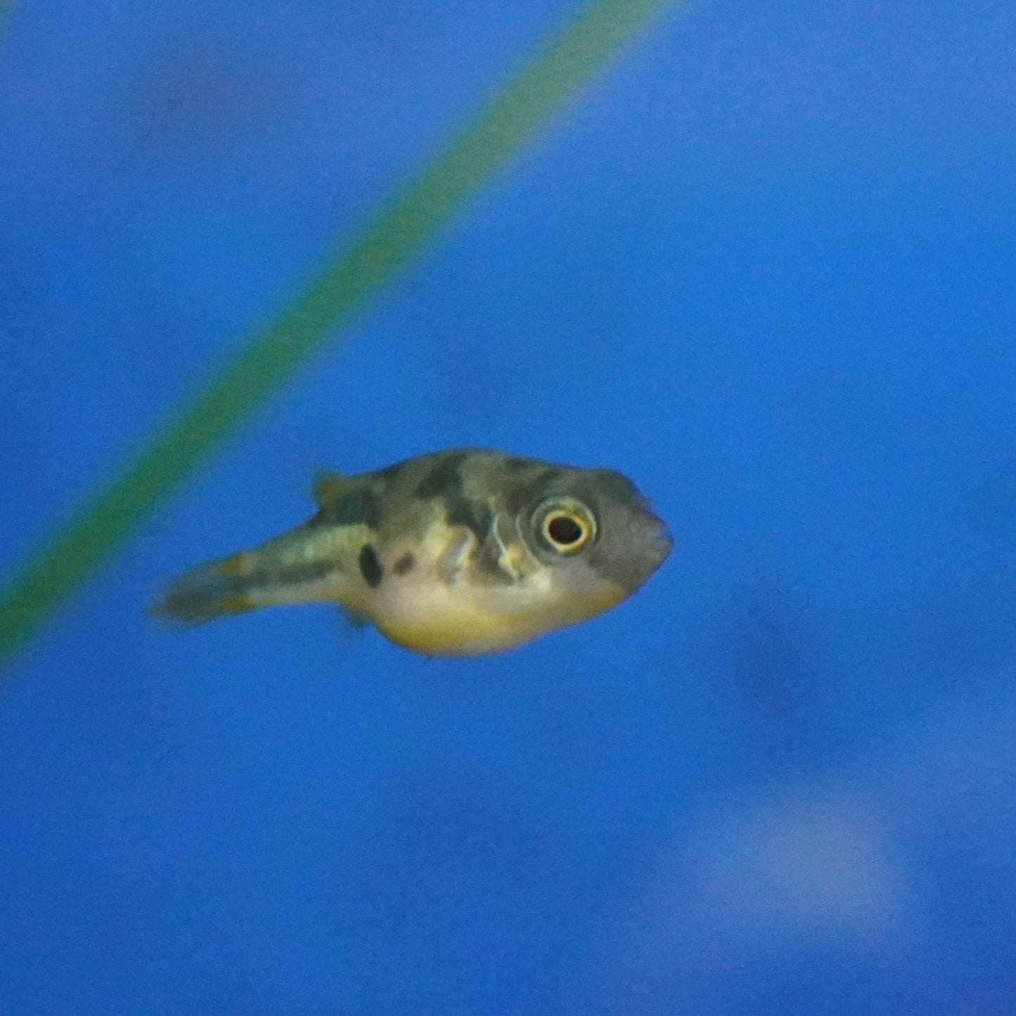 Pea Puffer ~ Carinotetraodon travancoricus