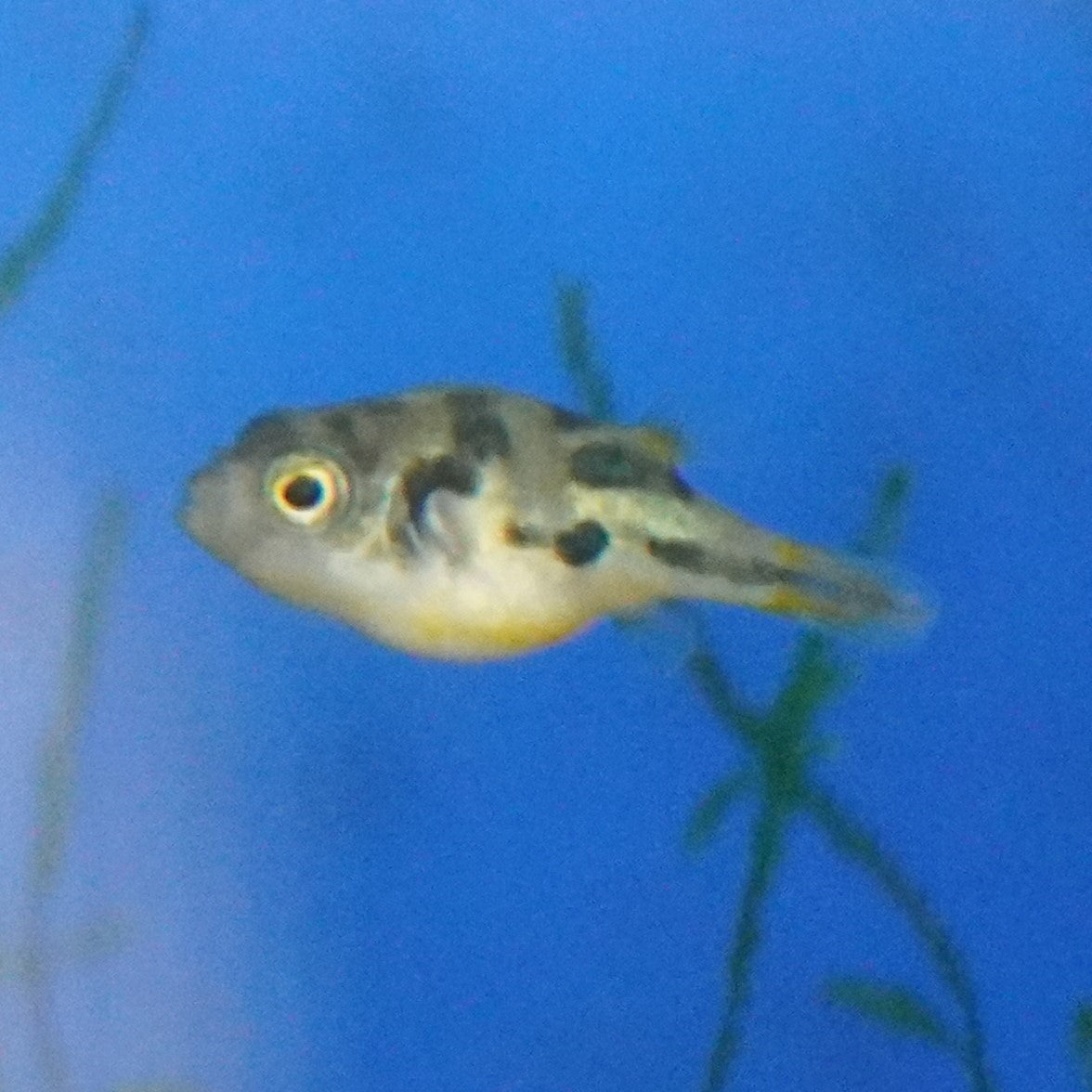 Pea Puffer ~ Carinotetraodon travancoricus