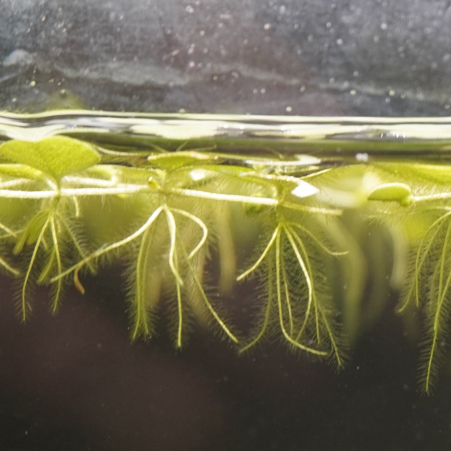 Salvinia Natans ~ Floating Fern