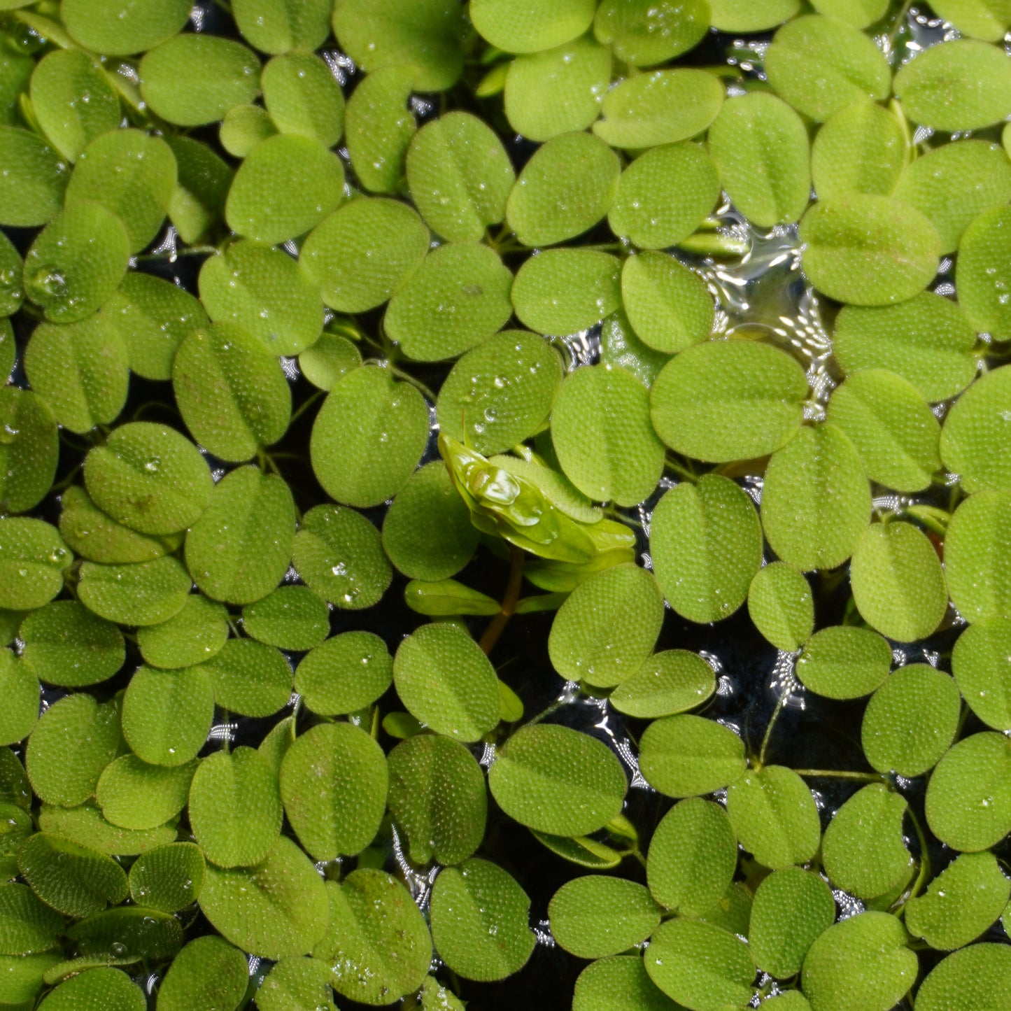 Salvinia Natans ~ Floating Fern