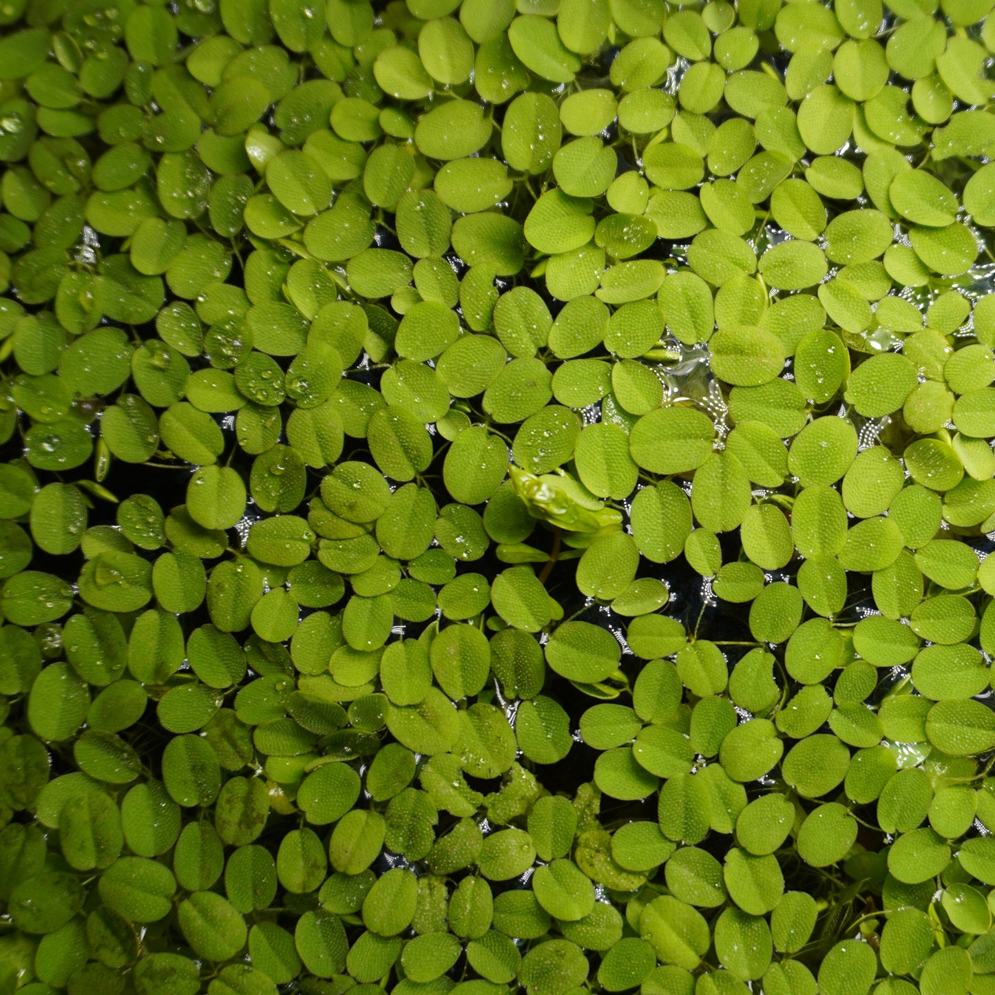 Salvinia Natans ~ Floating Fern