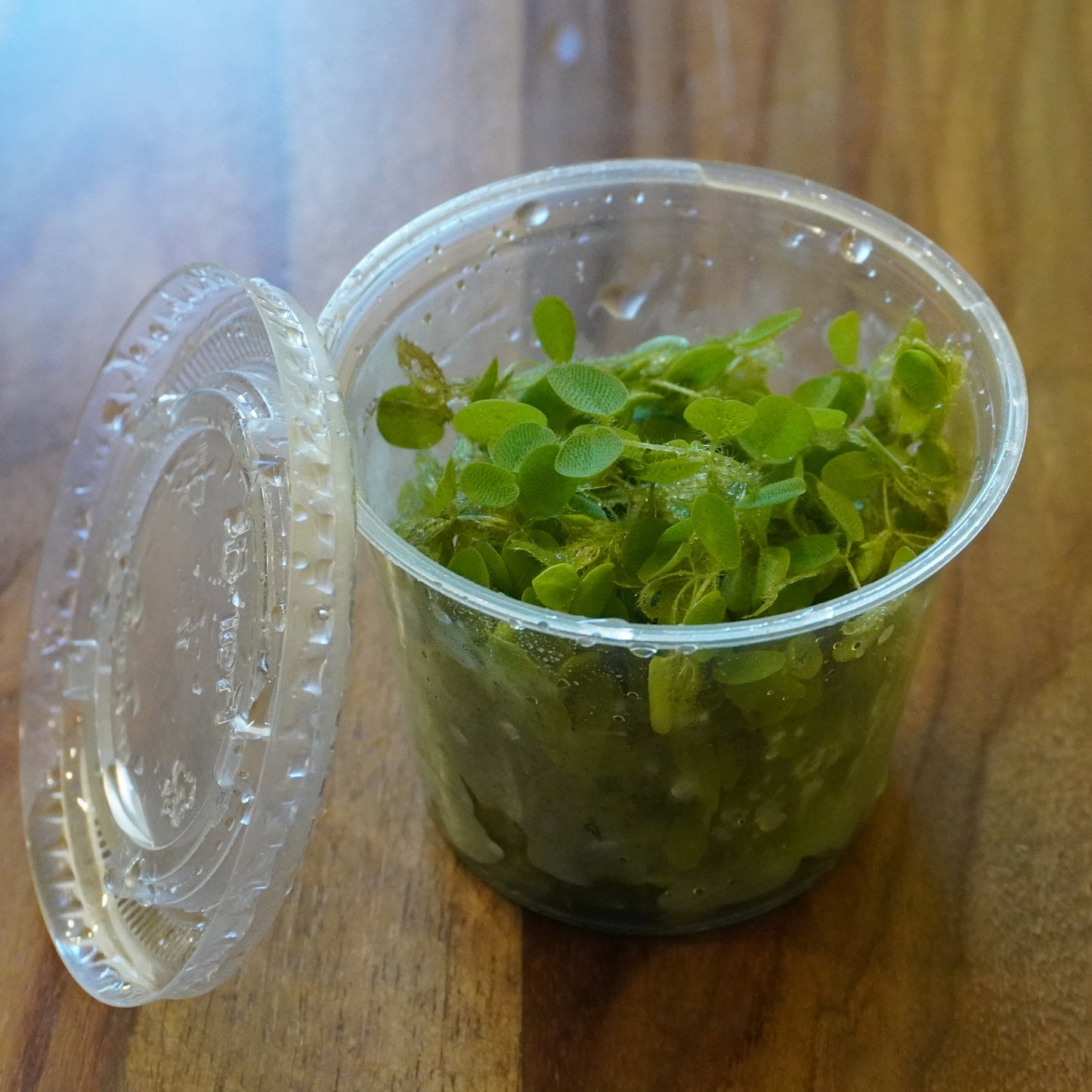 Salvinia Natans ~ Floating Fern