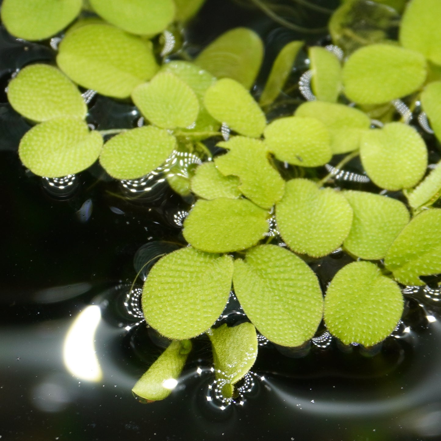 Salvinia Natans ~ Floating Fern