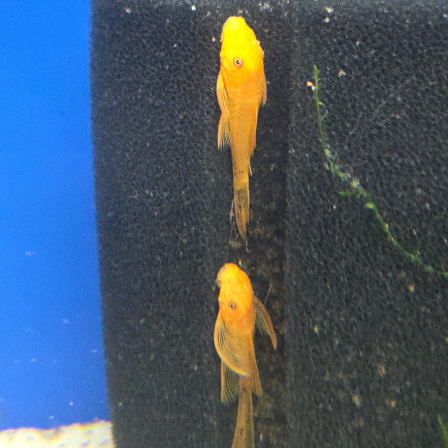 Plecostomus - Bushy Nosed ~Ancistrus sp.
