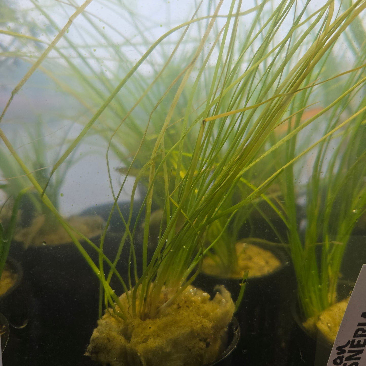 Vallisneria italiana