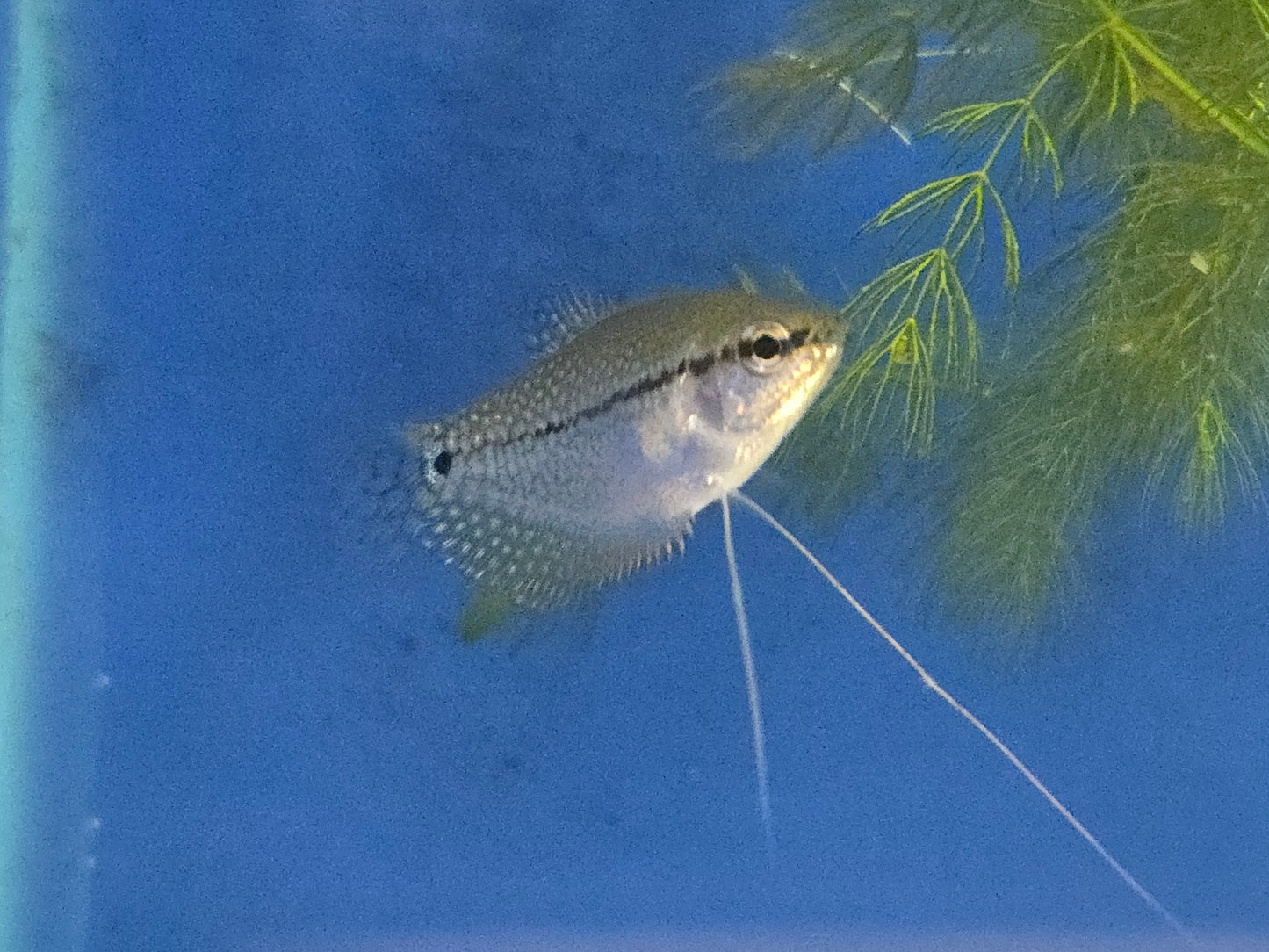 Pearl Gourami ~ Trichopodus leerii