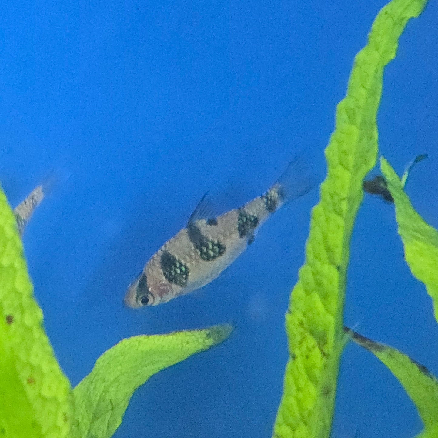 Rhombo Snakeskin Barb ~ Desmopuntius rhomboocellatus