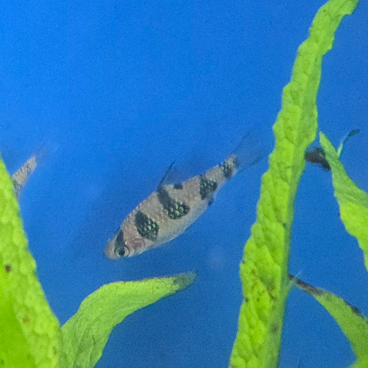 Rhombo Snakeskin Barb ~ Desmopuntius rhomboocellatus