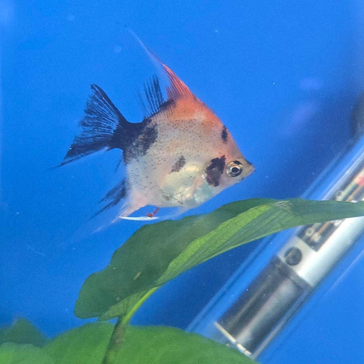 Angelfish ~ Pterophyllum scalare