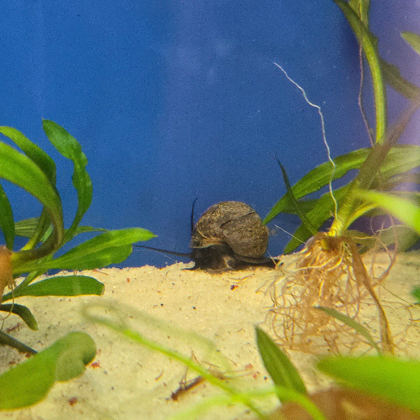Mystery Snail ~ Pomacea sp.