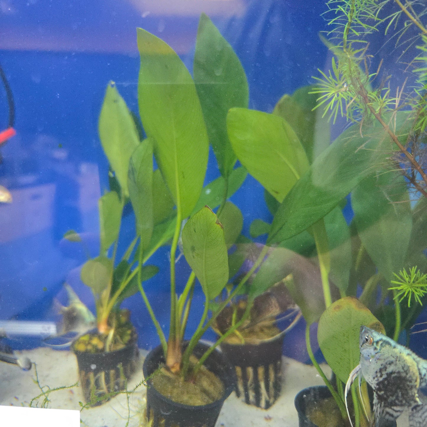 Anubias Congensis