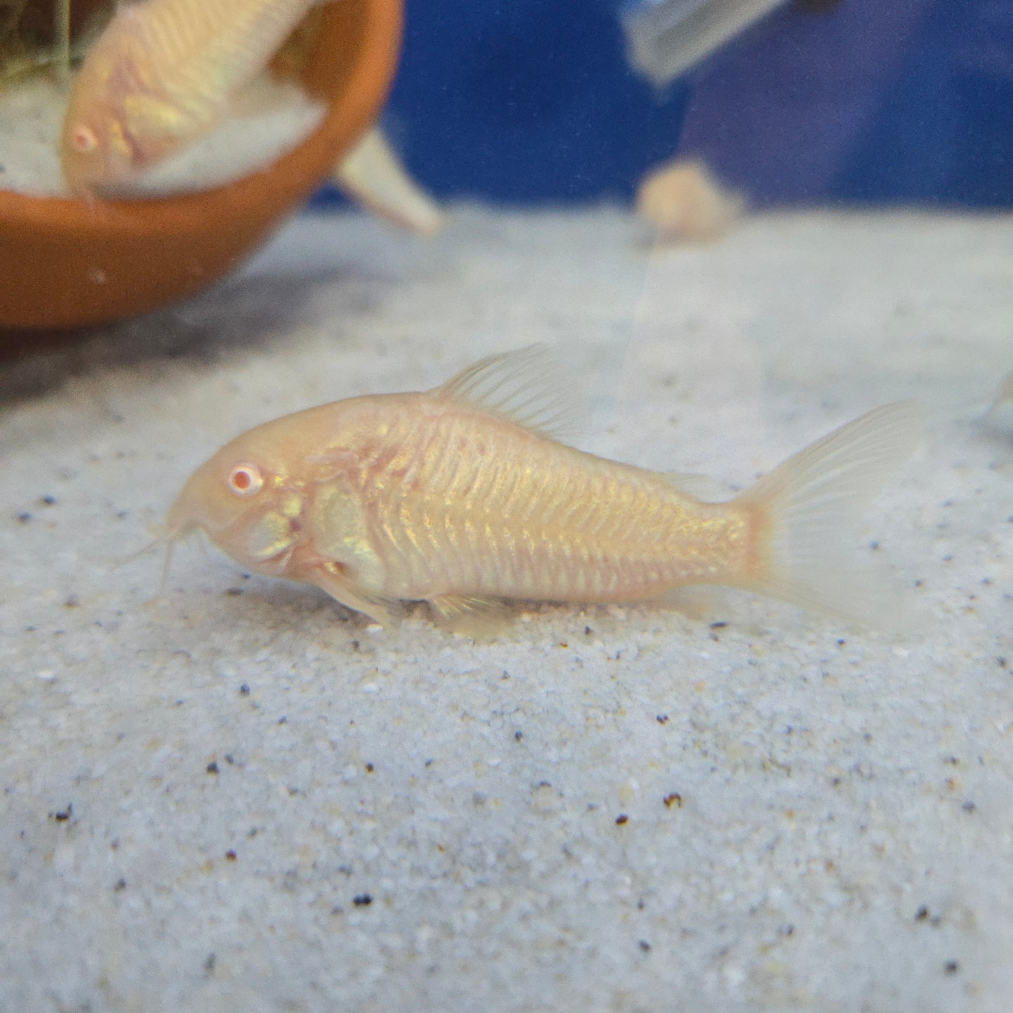 Corydoras Catfish ~ Albino