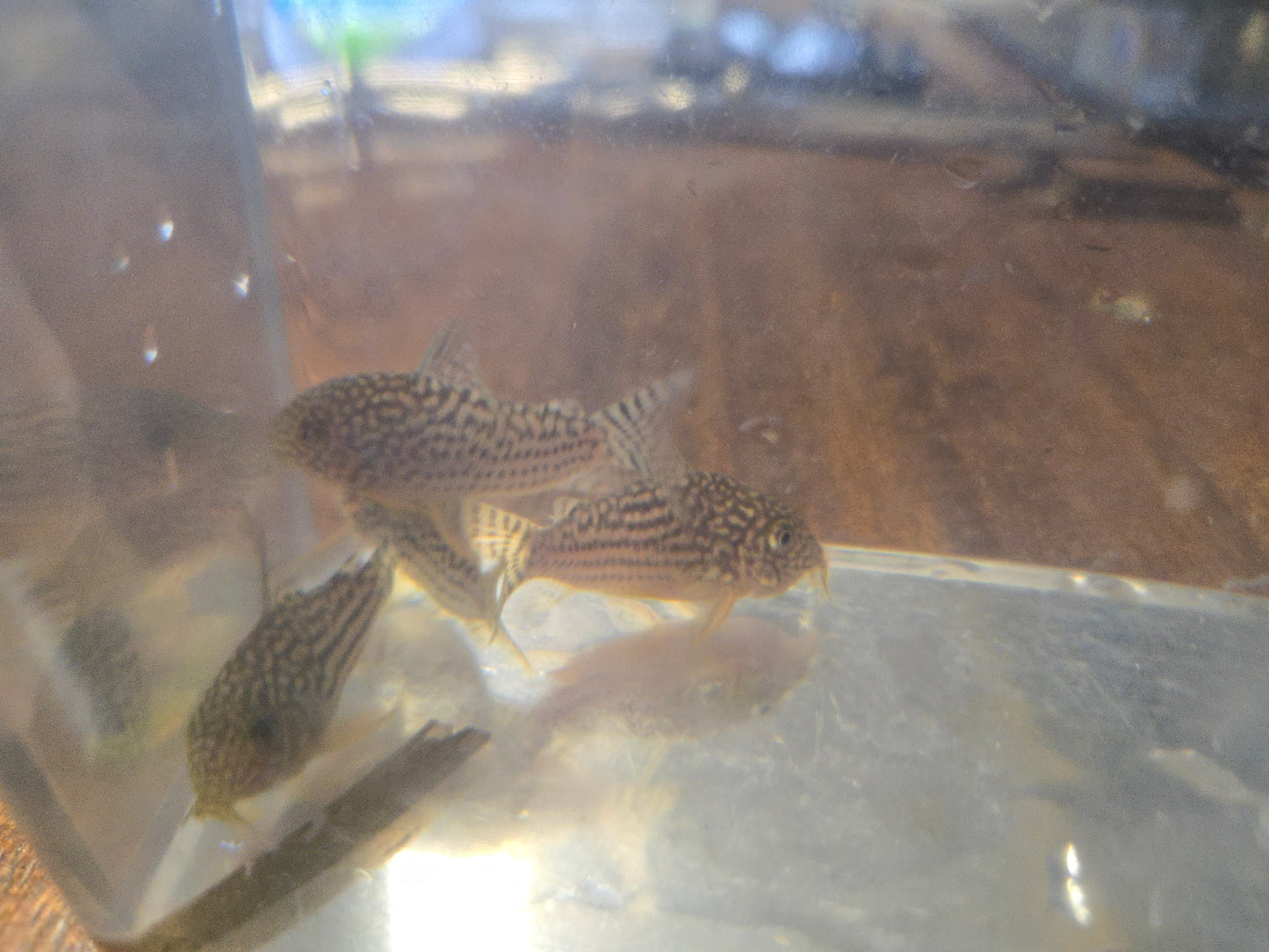 Sterbai Cory ~ Corydoras sterbai