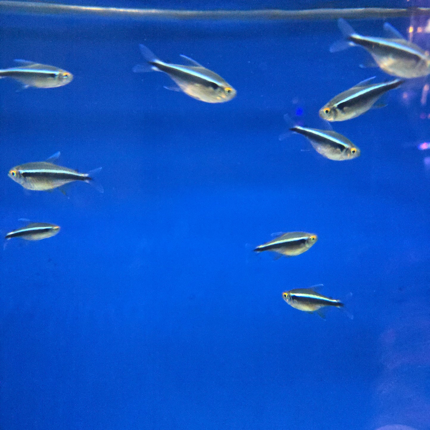 Black Neon Tetra ~ Hyphessobrycon herbertaxelrodi