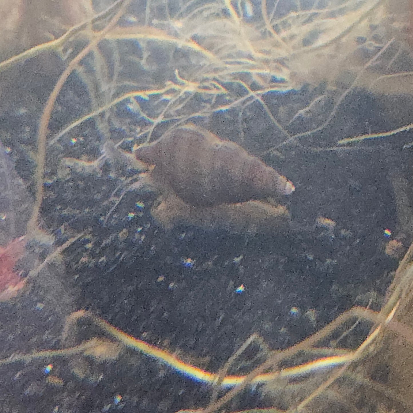 Assassin Snail ~ Anentome helena