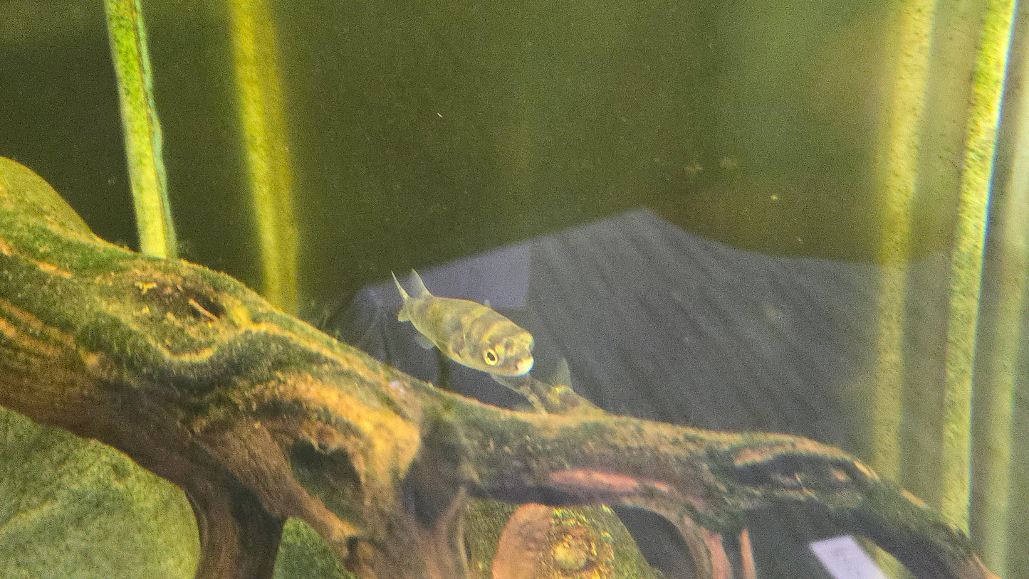 Amazon Puffer ~ Colomesus asellus