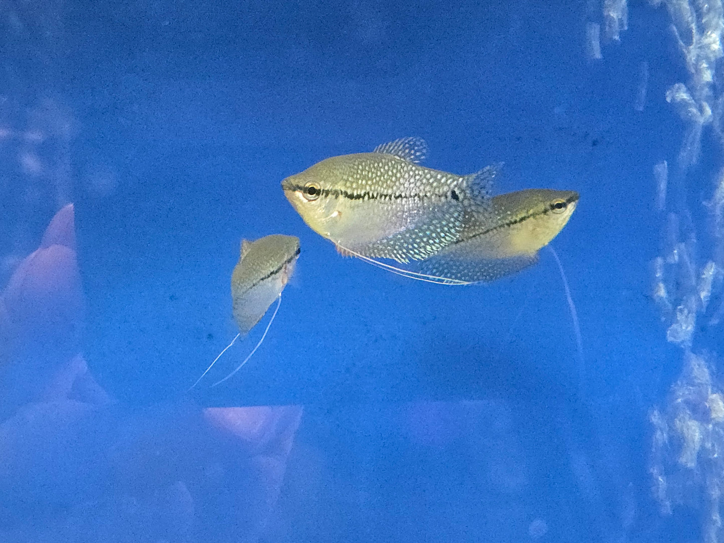 Pearl Gourami ~ Trichopodus leerii