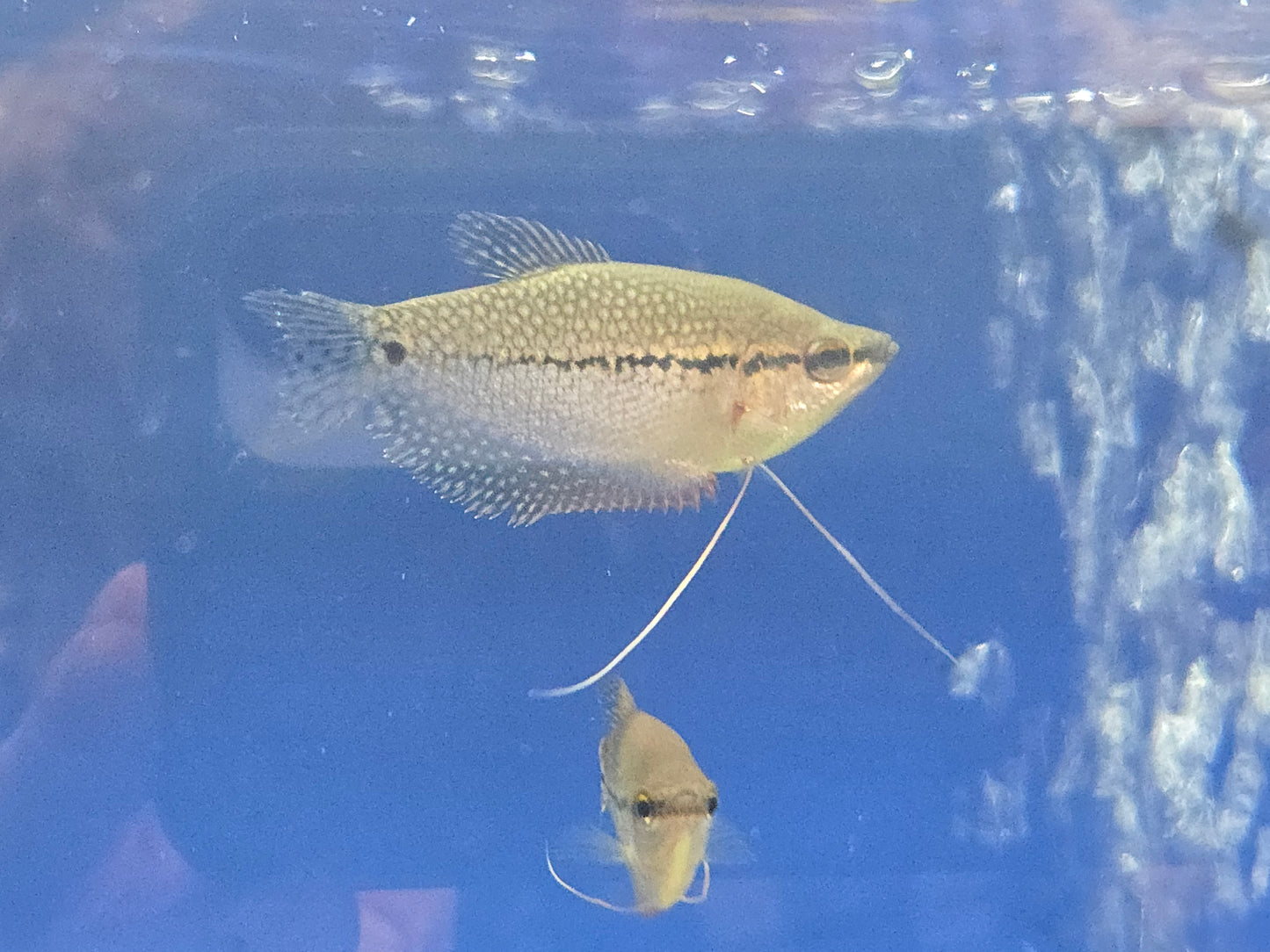 Pearl Gourami ~ Trichopodus leerii