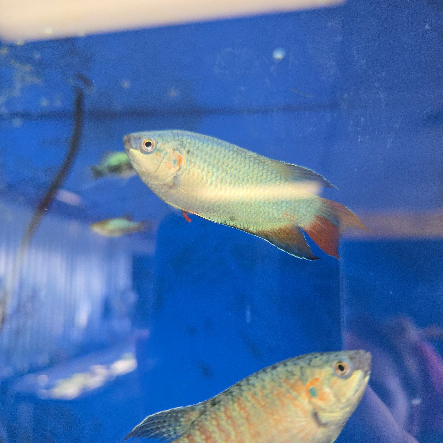 Blue Paradise Gourami ~ Macropodus opercularis