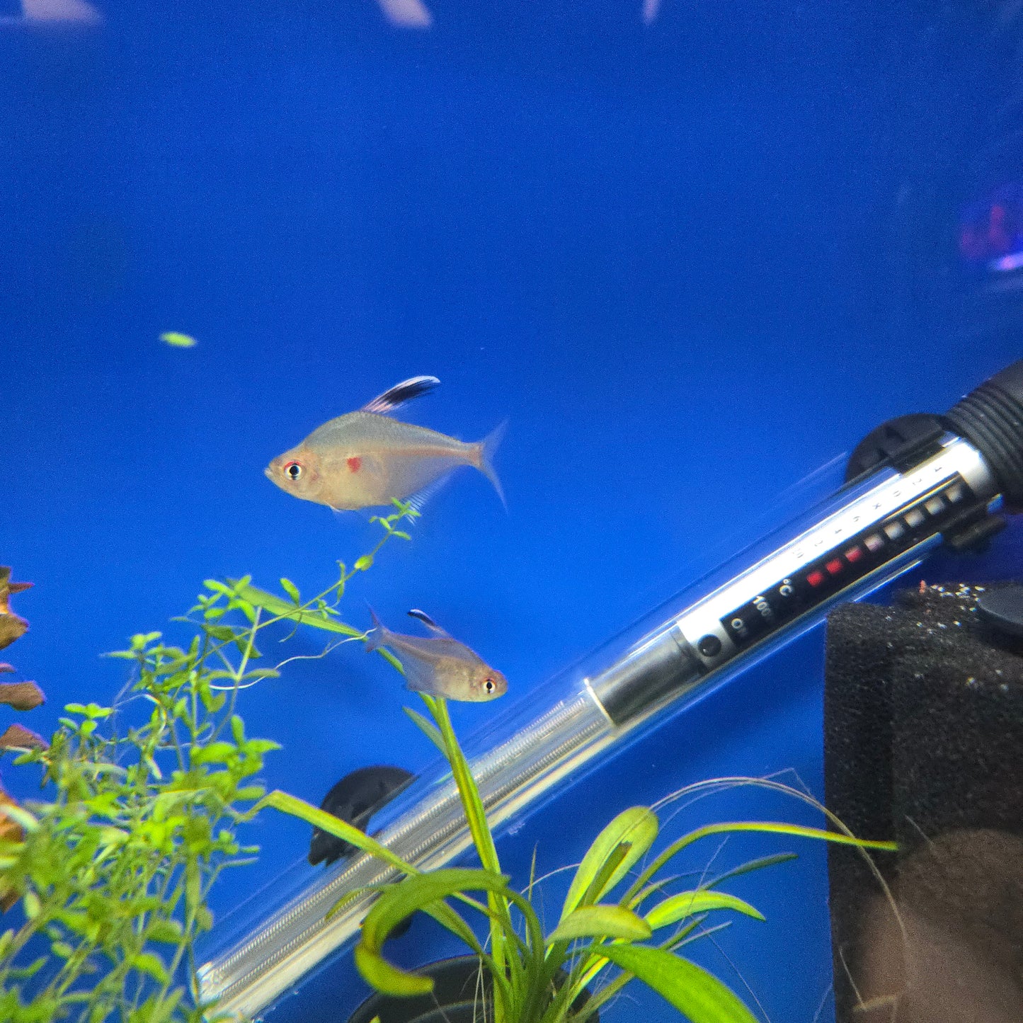 Bleeding Heart Tetra ~ Hyphessobrycon erythrostigma