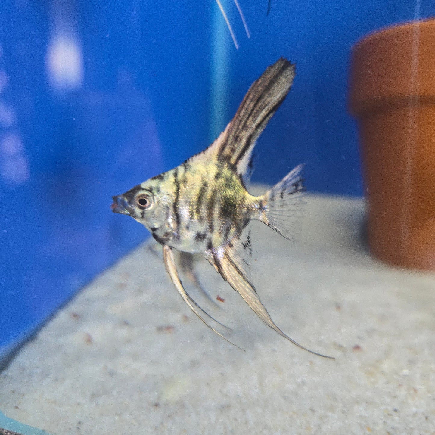 Angelfish ~ Pterophyllum scalare