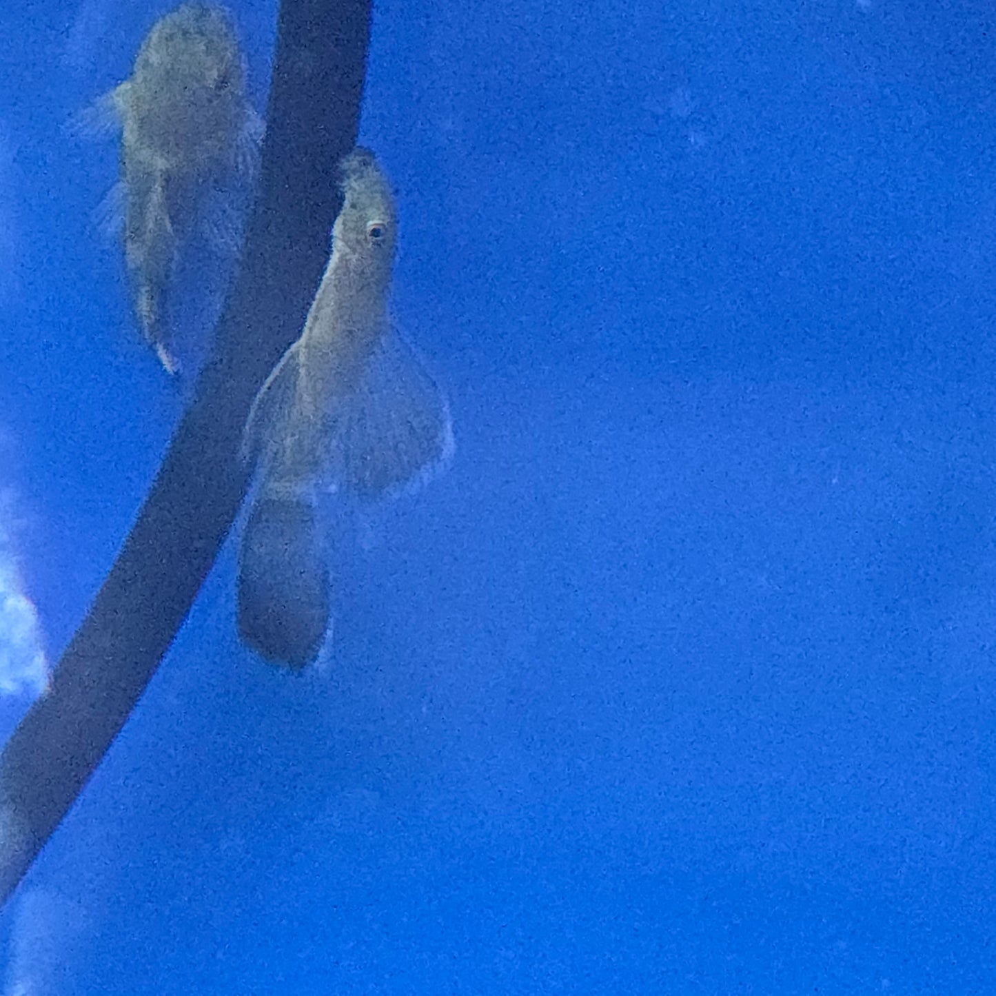 Plecostomus - Bushy Nosed ~Ancistrus sp.
