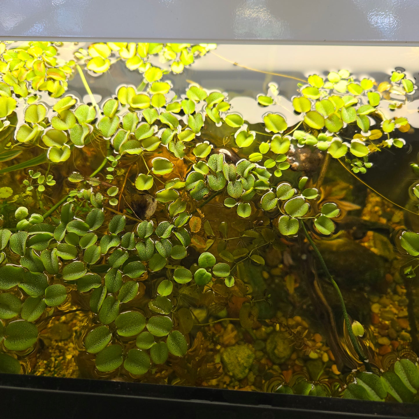 Salvinia Cucullata ~ Asian Watermoss Velvet Spangles