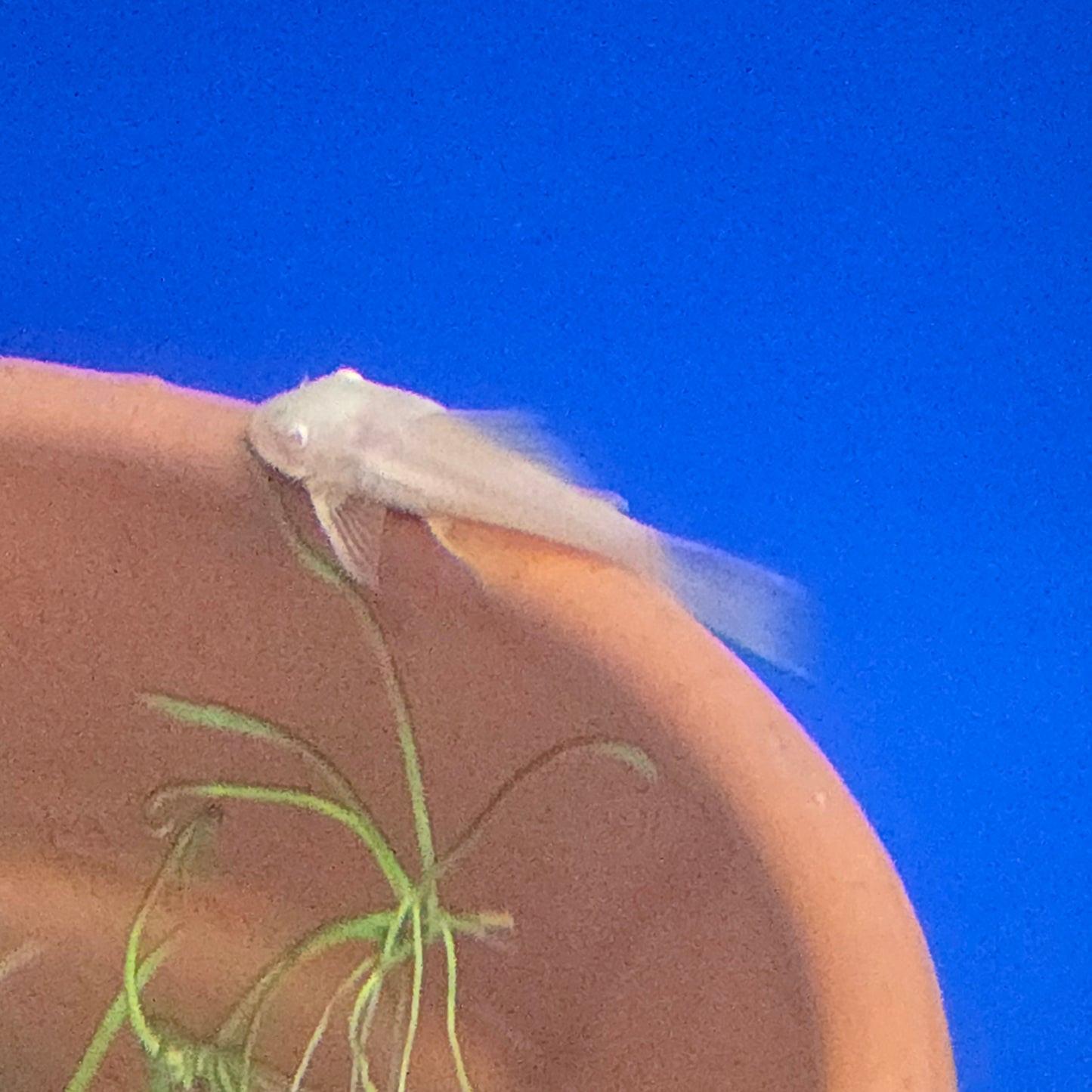 Plecostomus - Bushy Nosed ~Ancistrus sp.