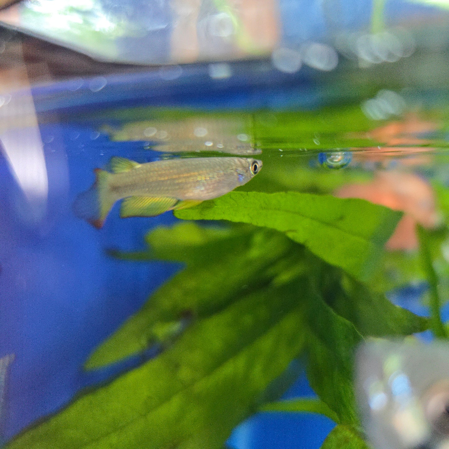 Golden Wonder Killie ~ Aplocheilus lineatus