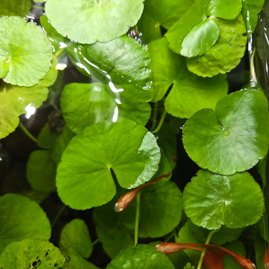 Brazilian Pennywort, Hydrocotyle leucocephala floating in aquarium with albinio guppy fish.