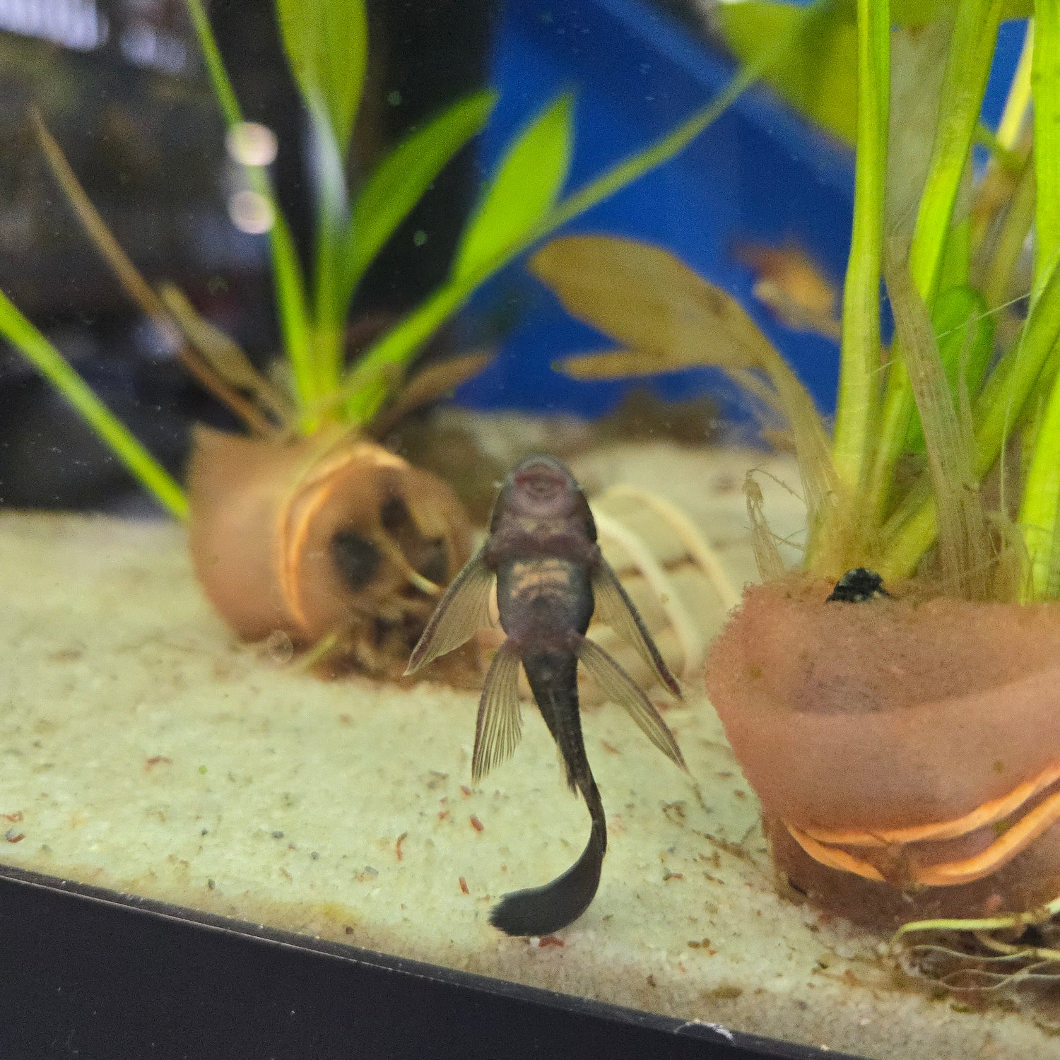 Algae Eaters