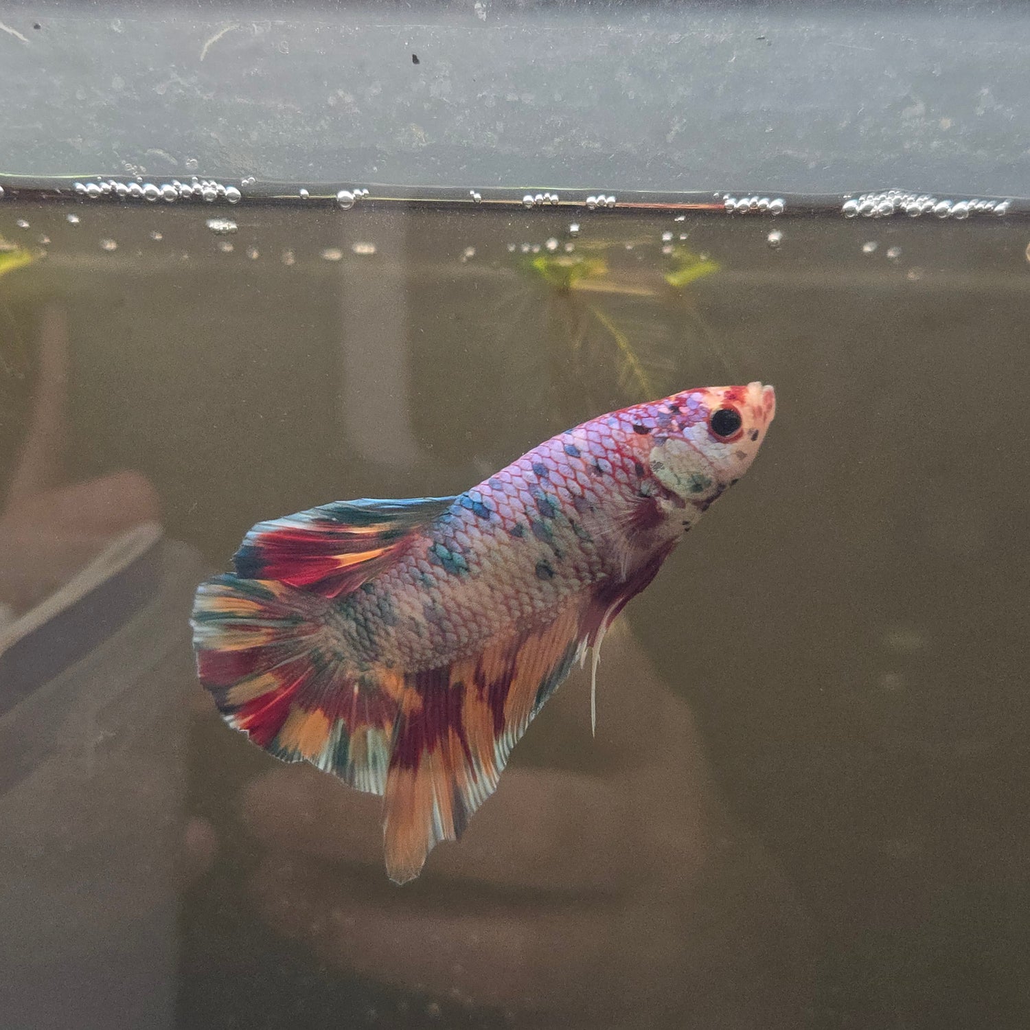 Bettas