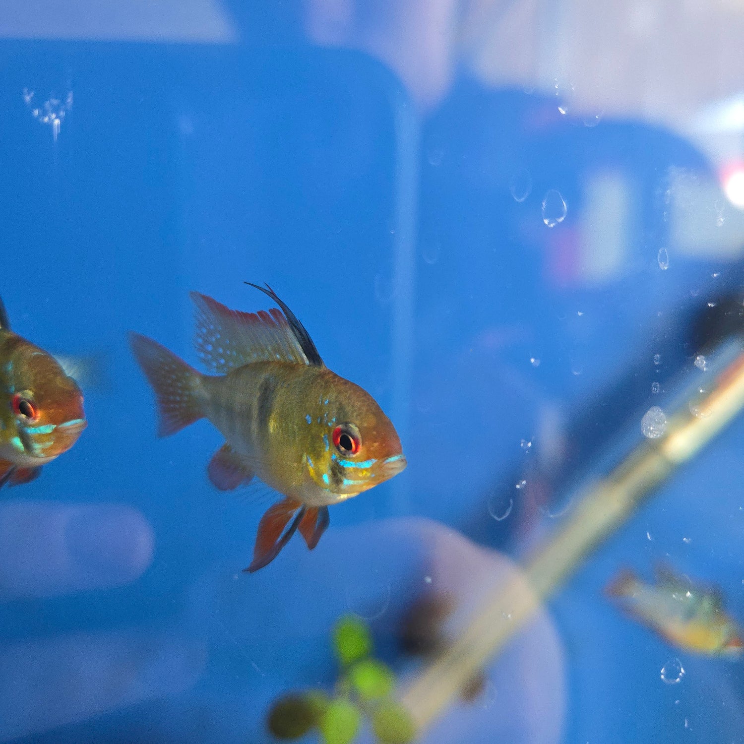 Cichlids
