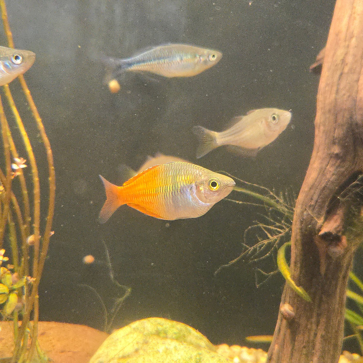 Rainbowfish