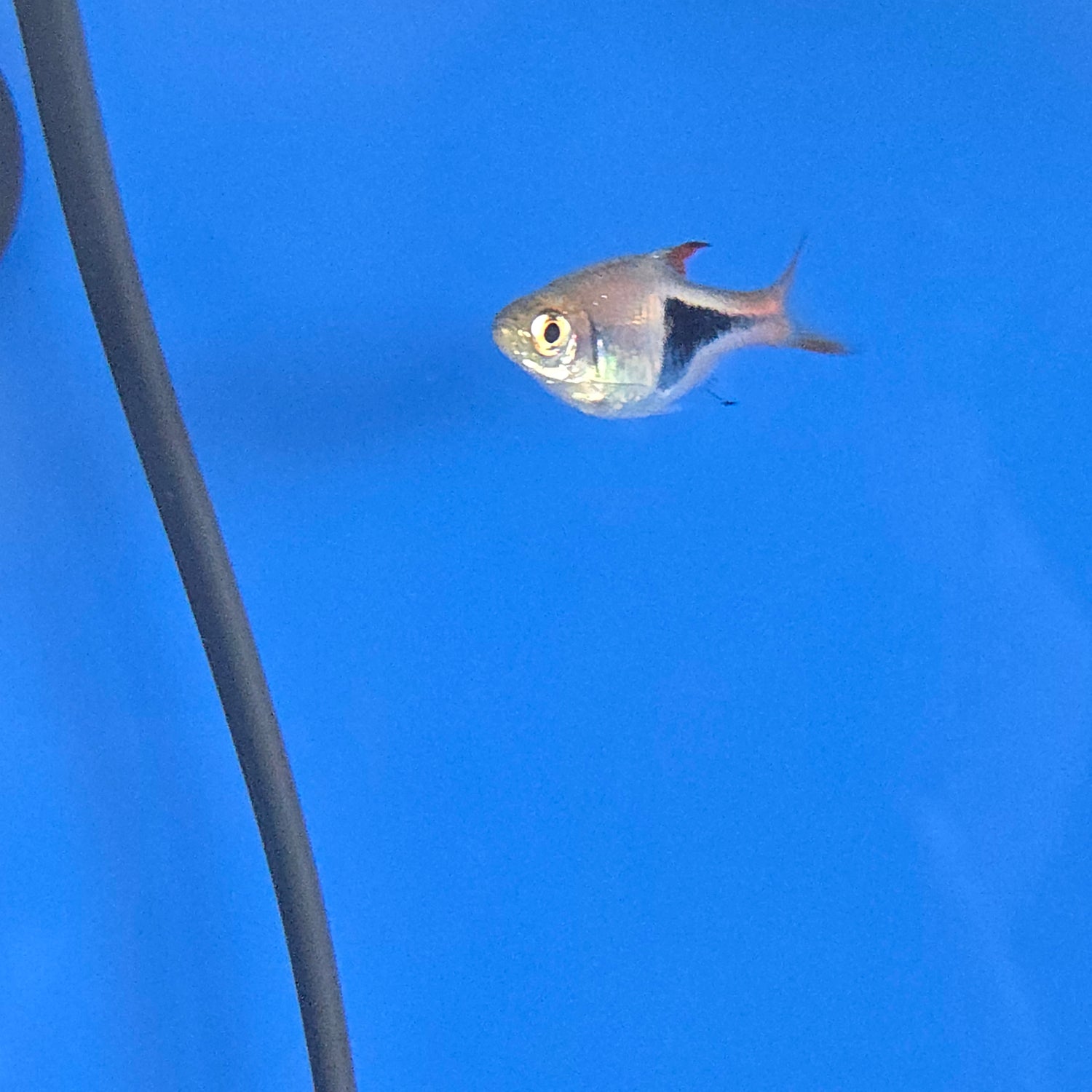 Rasboras