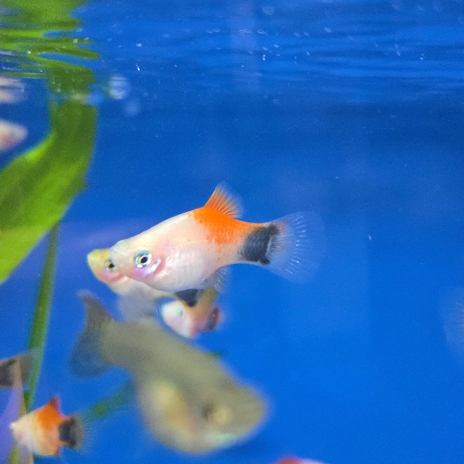 Platies