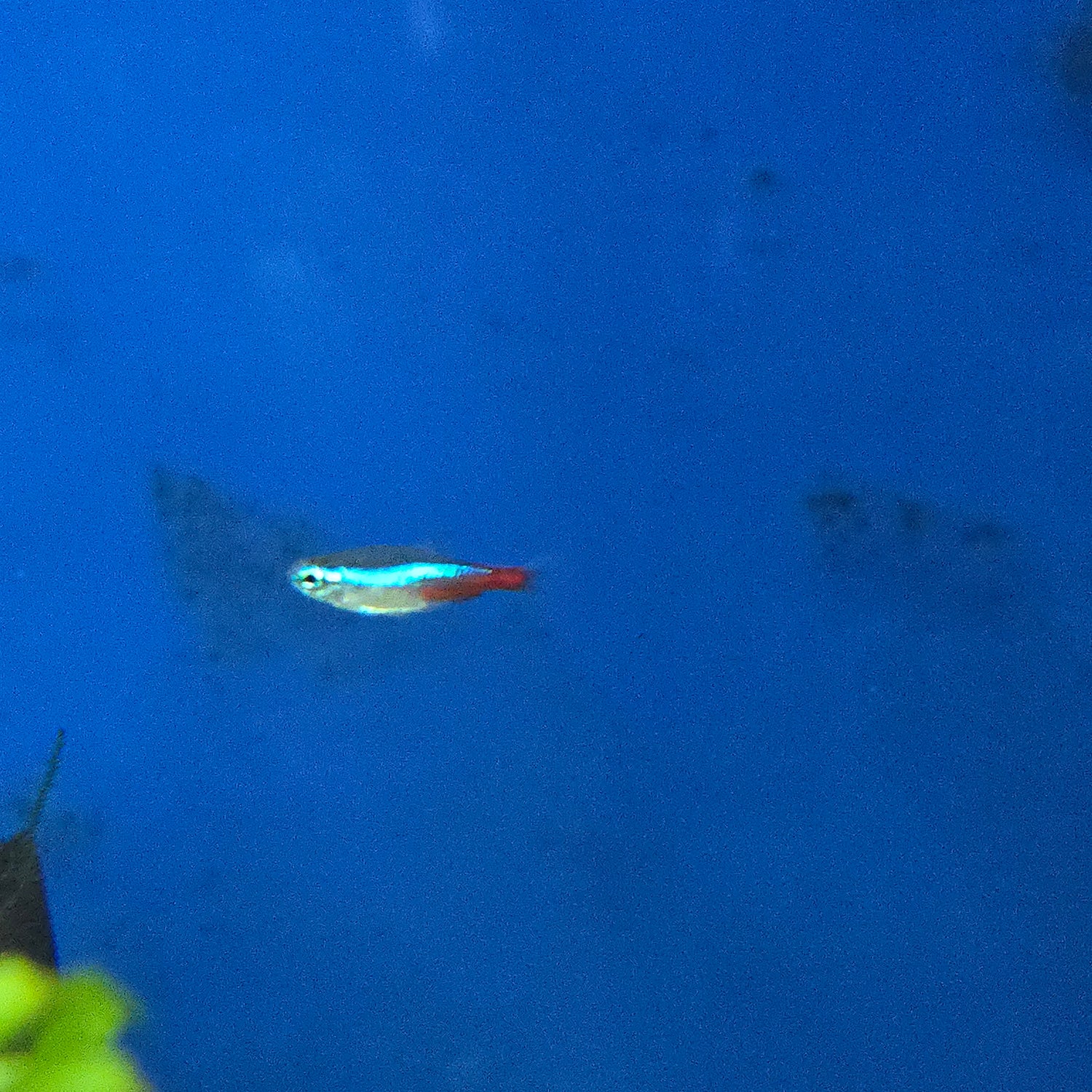 Tetras