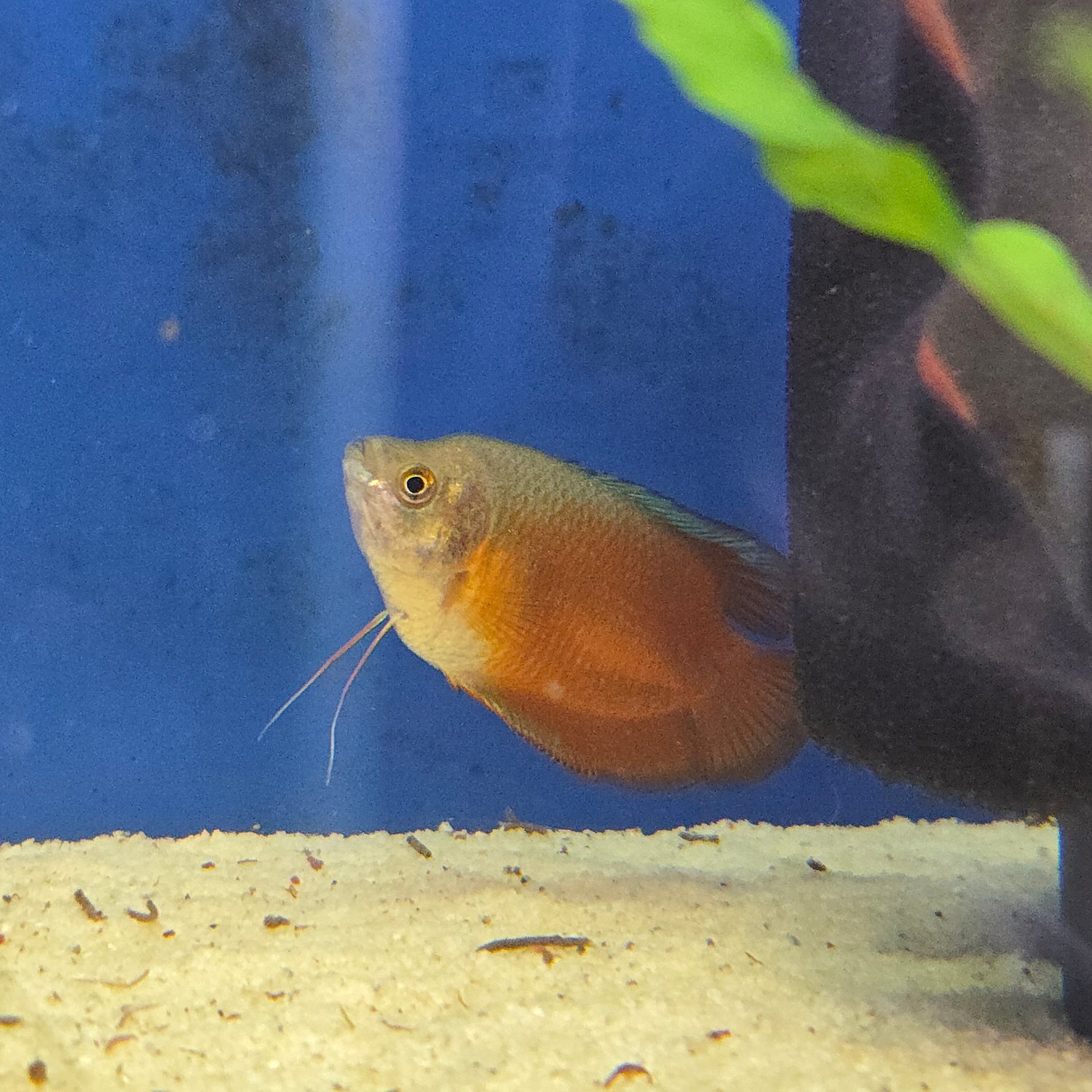 Gouramis