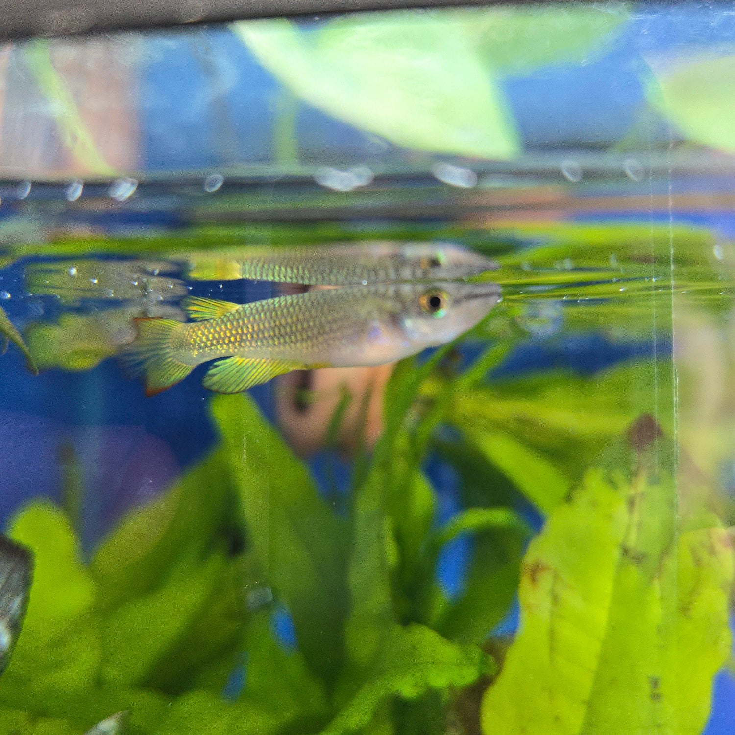 Killifish