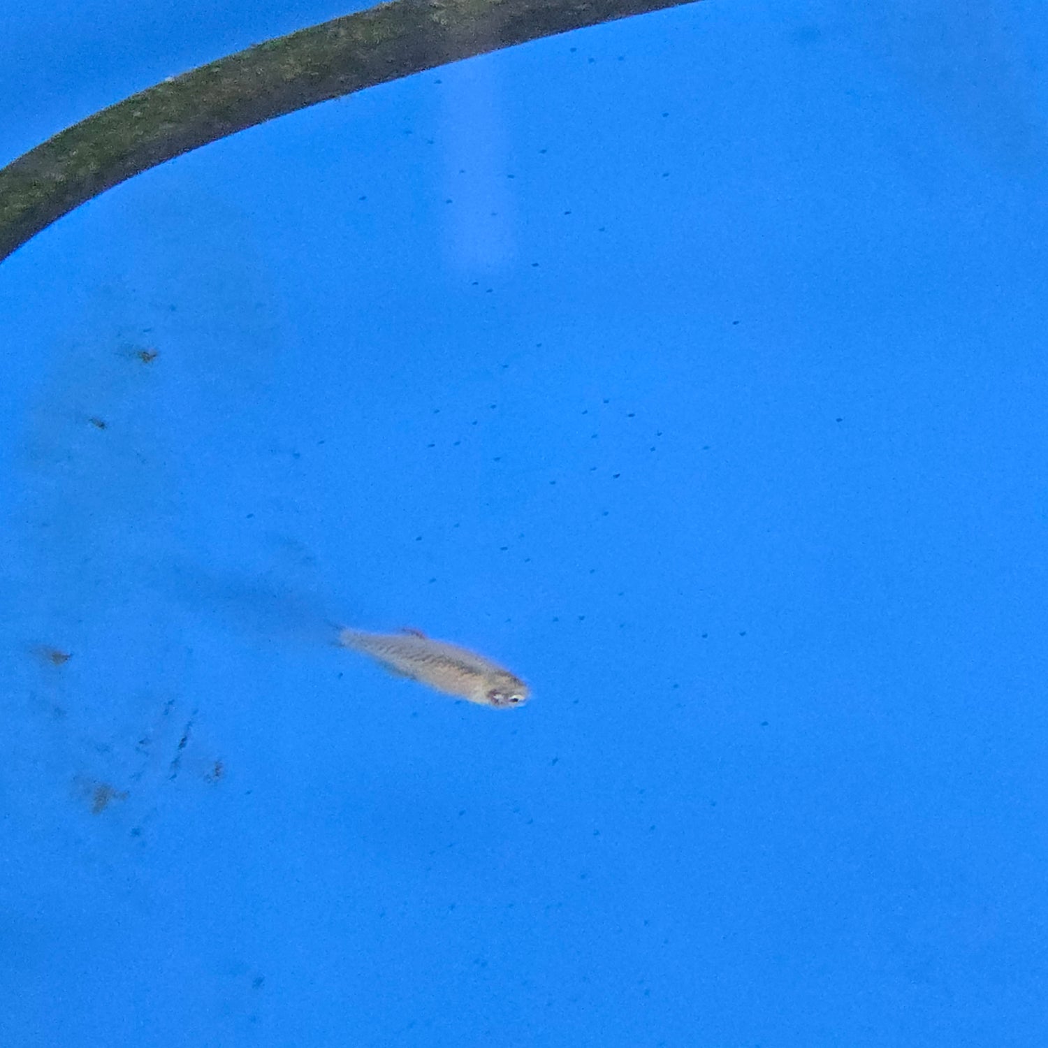 Danios