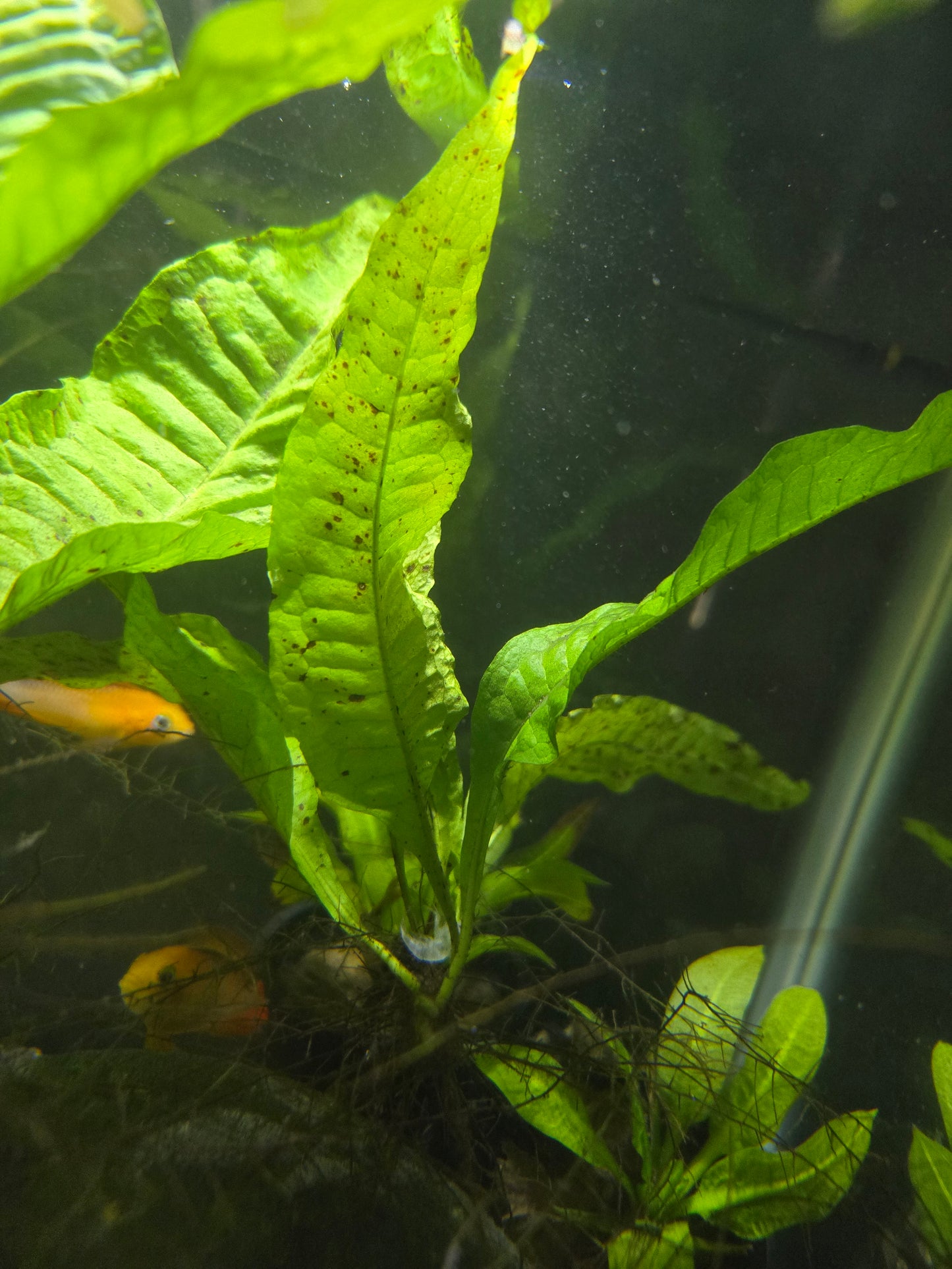 Java Fern