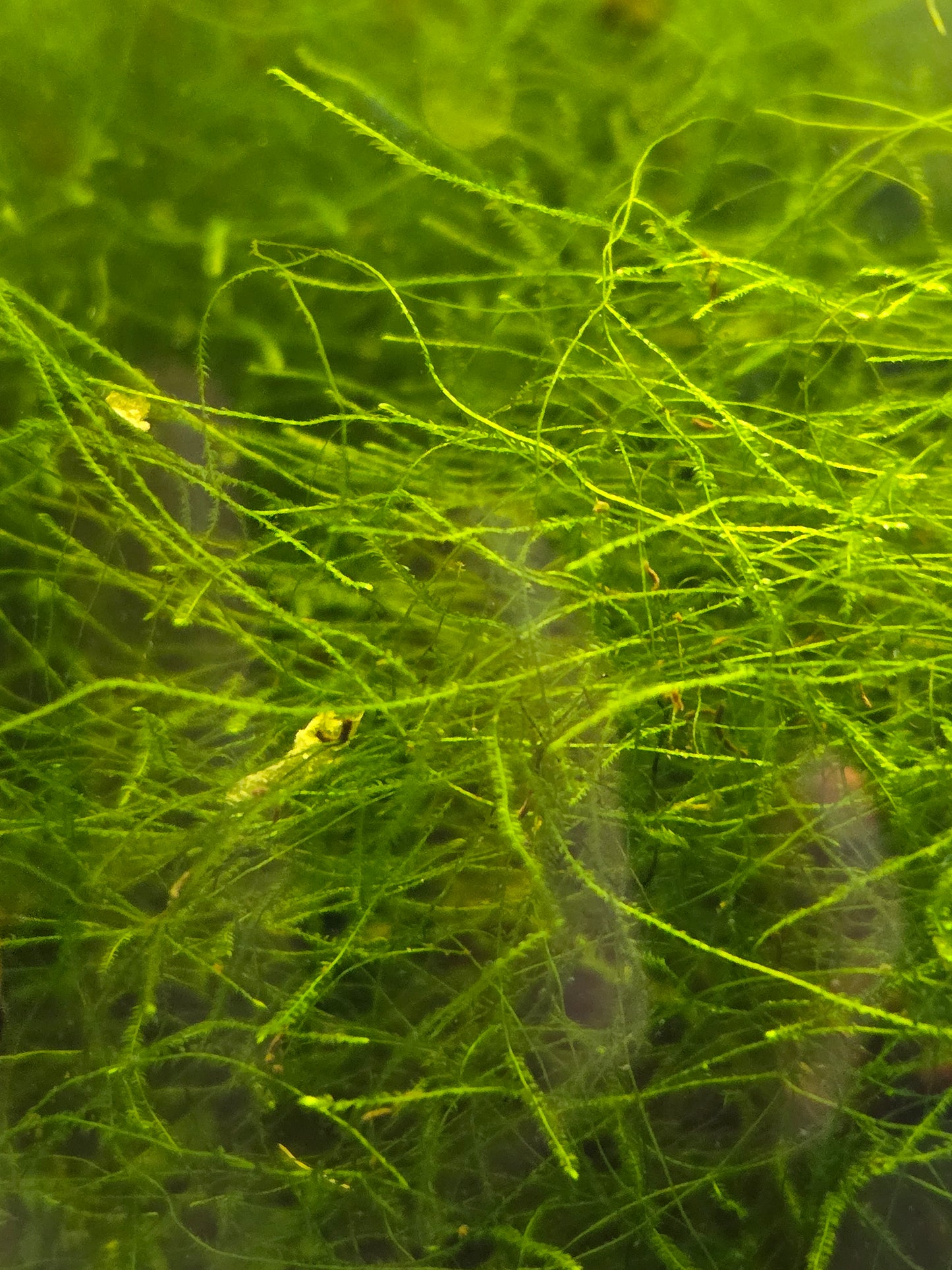 Java Moss