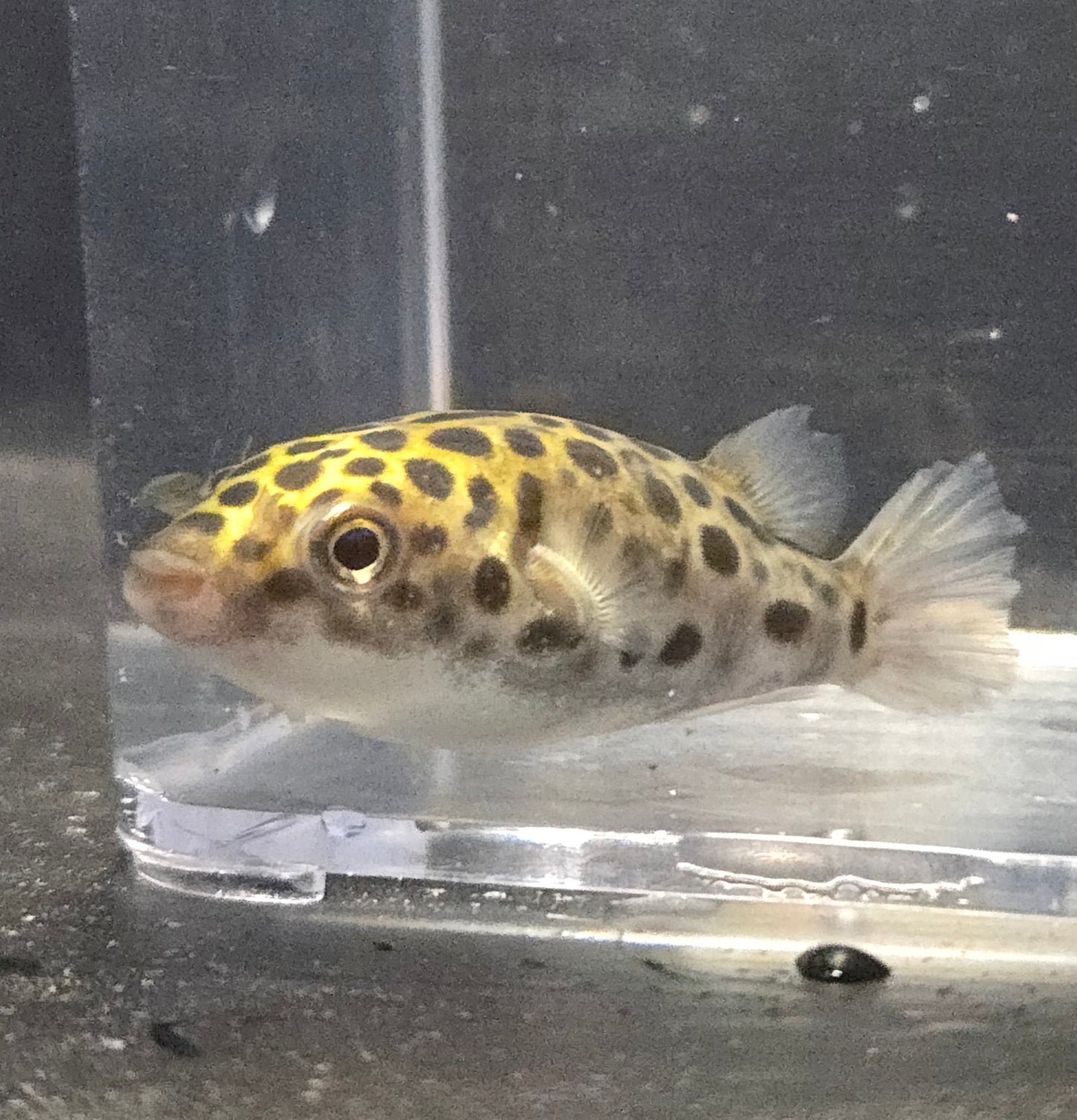 Green Spotted Puffer ~ Tetraodon nigroviridis