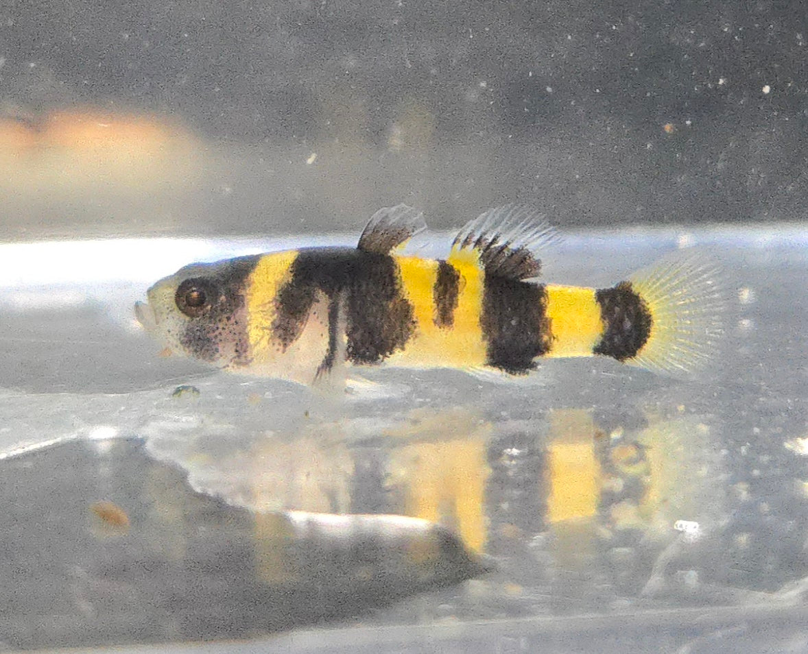 Bumblebee Goby ~ Brachygobius doriae