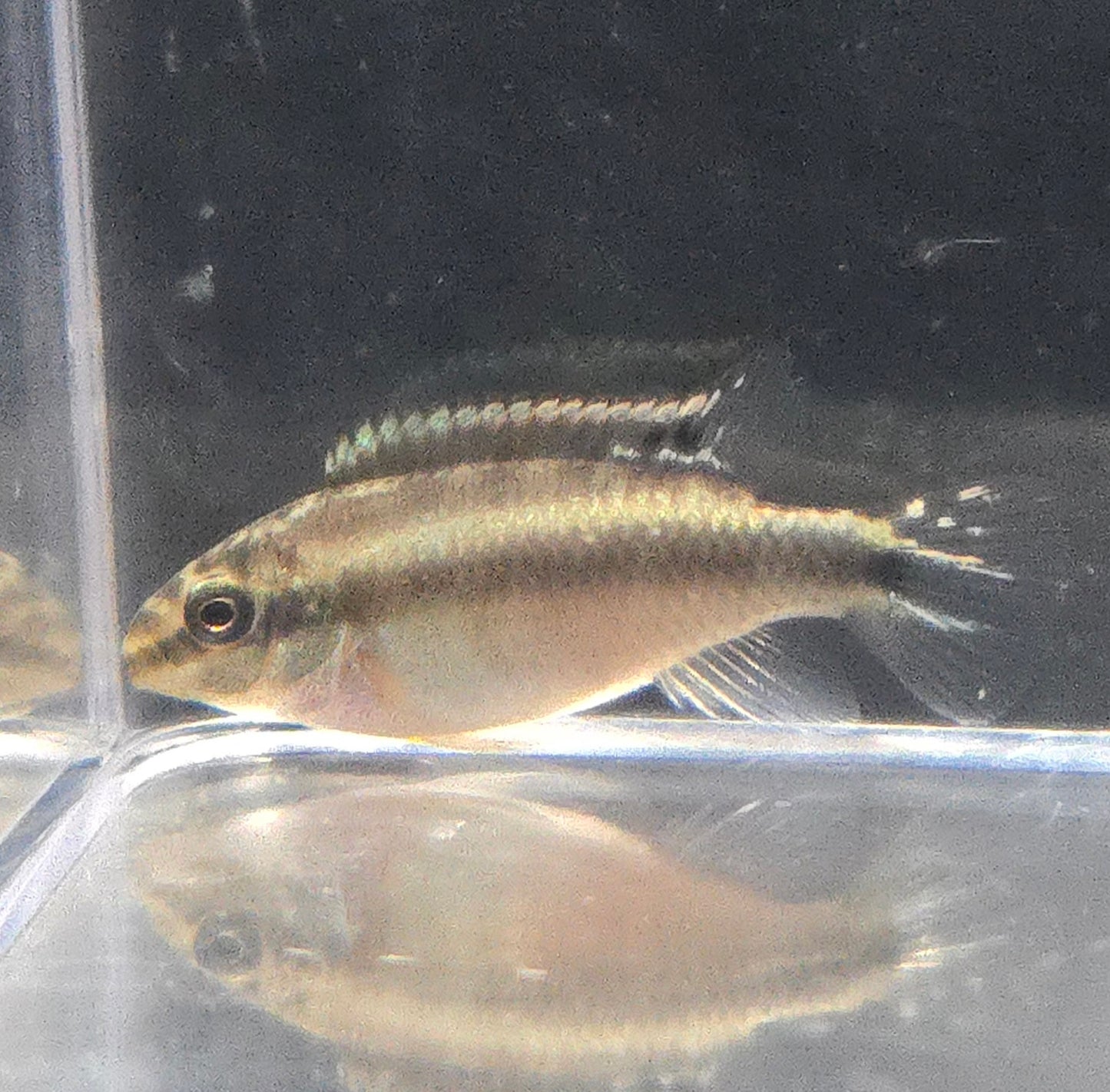 Kribensis ~ Pelvicachromis pulcher