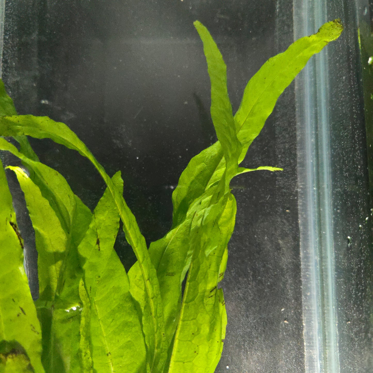 Java Fern ~ Microsorum pteropus