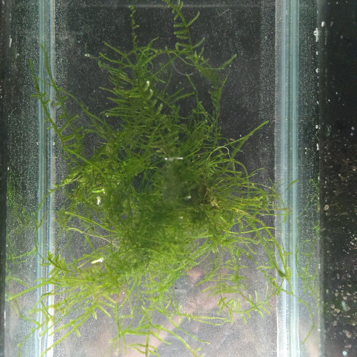 Java Moss ~ Taxiphyllum barbieri