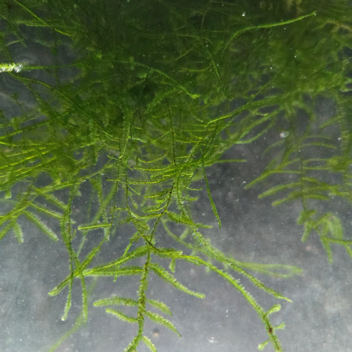 Java Moss ~ Taxiphyllum barbieri