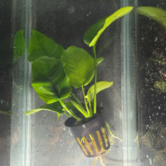 Anubias Barteri "Broadleaf"